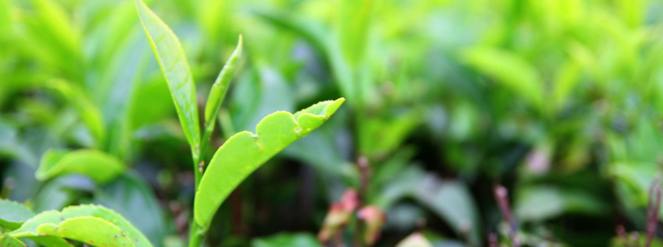 Ceylon Tea - Best of the World