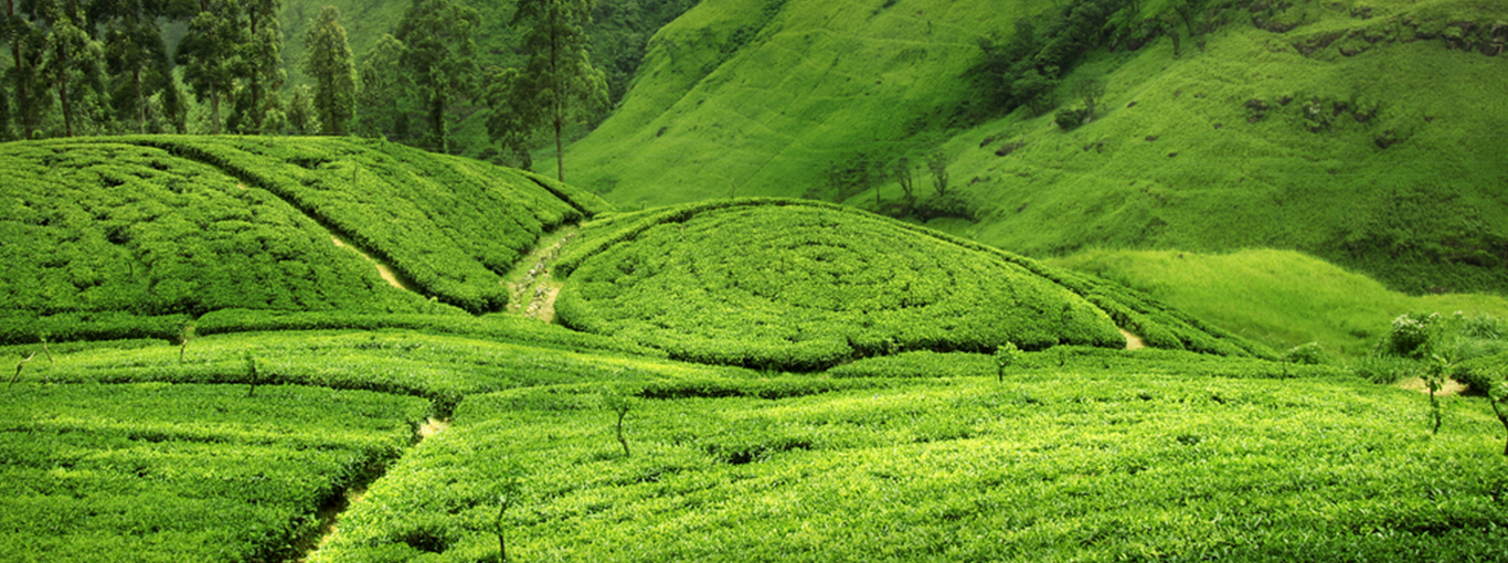 Ceylon Tea - Best of the World