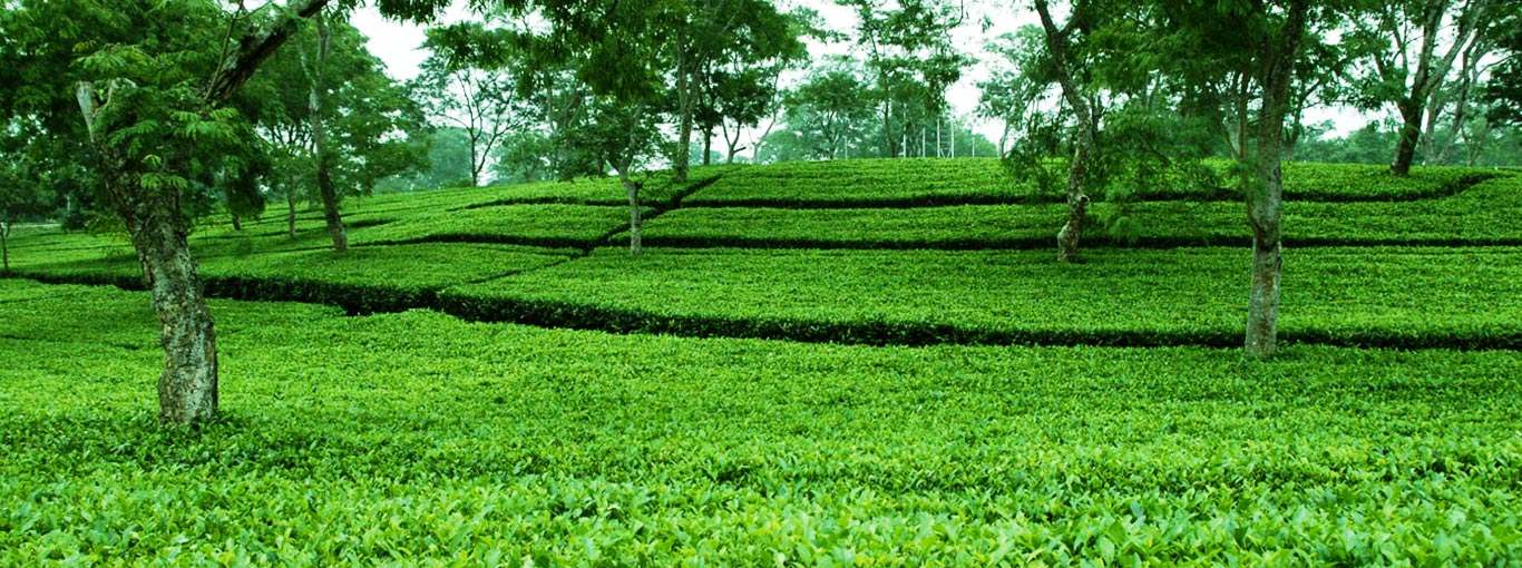 Ceylon Tea - Best of the World